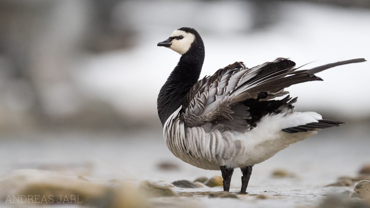 branta_leucopsis_4031