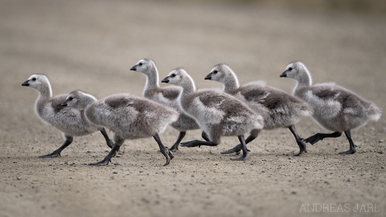 branta_leucopsis_4033