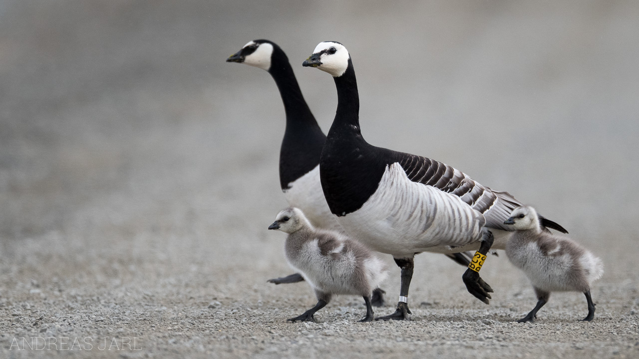 branta_leucopsis_4034