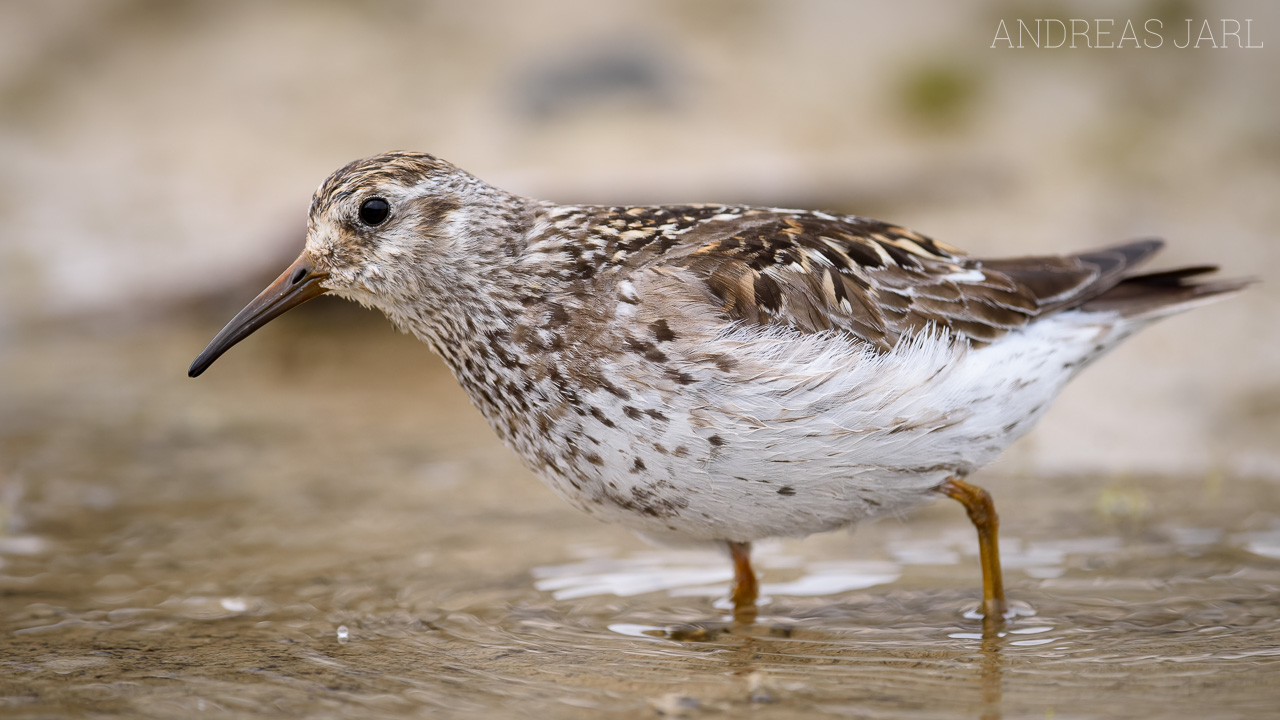 calidris_maritima_3974_dxoxd