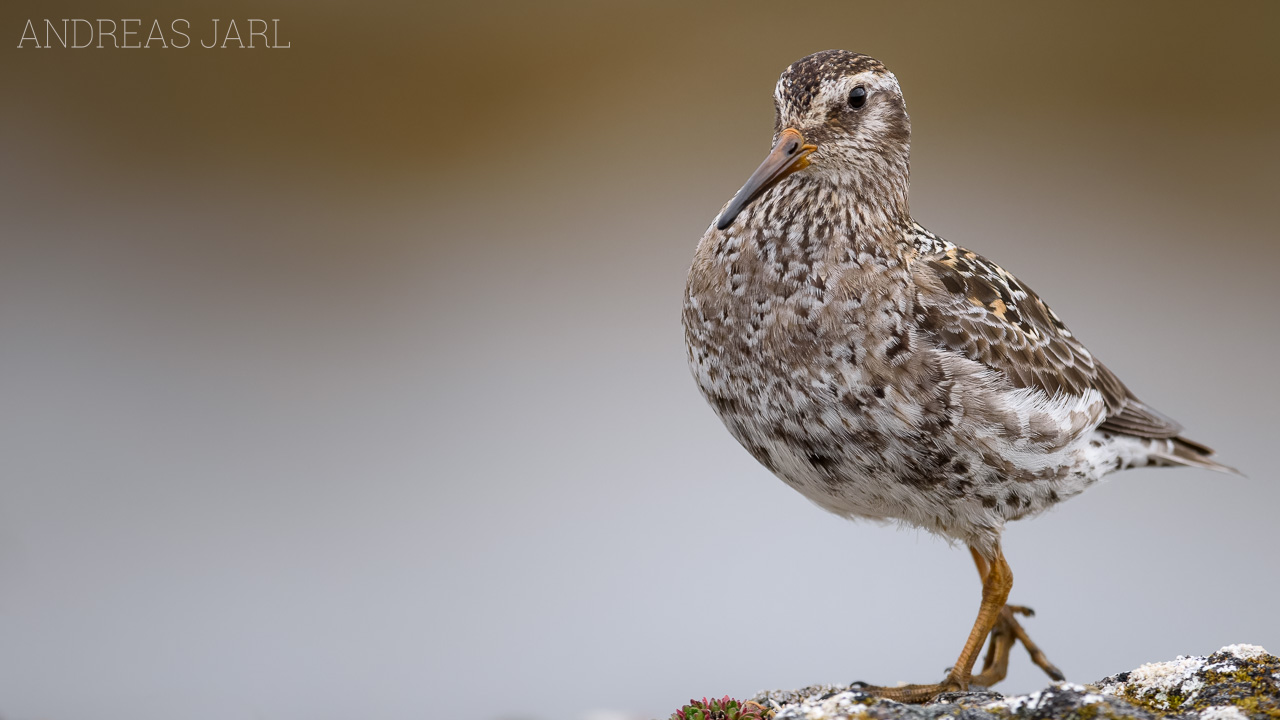 calidris_maritima_3977_dxoxd