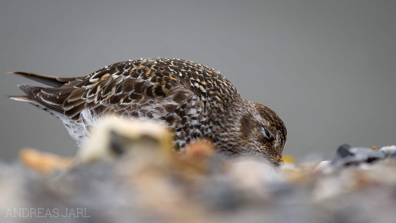 calidris_maritima_3978_dxoxd