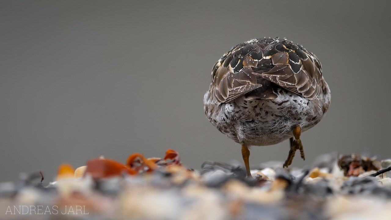 calidris_maritima_3979_dxoxd