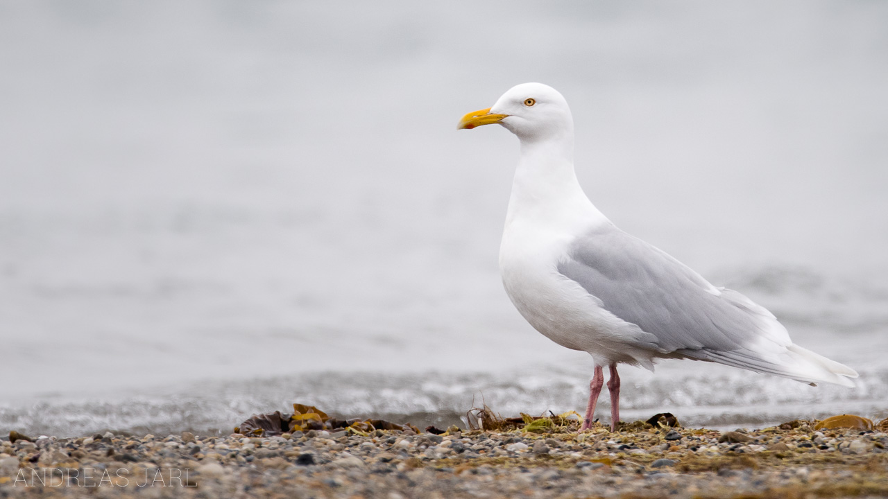 larus_hyperboreus_4036