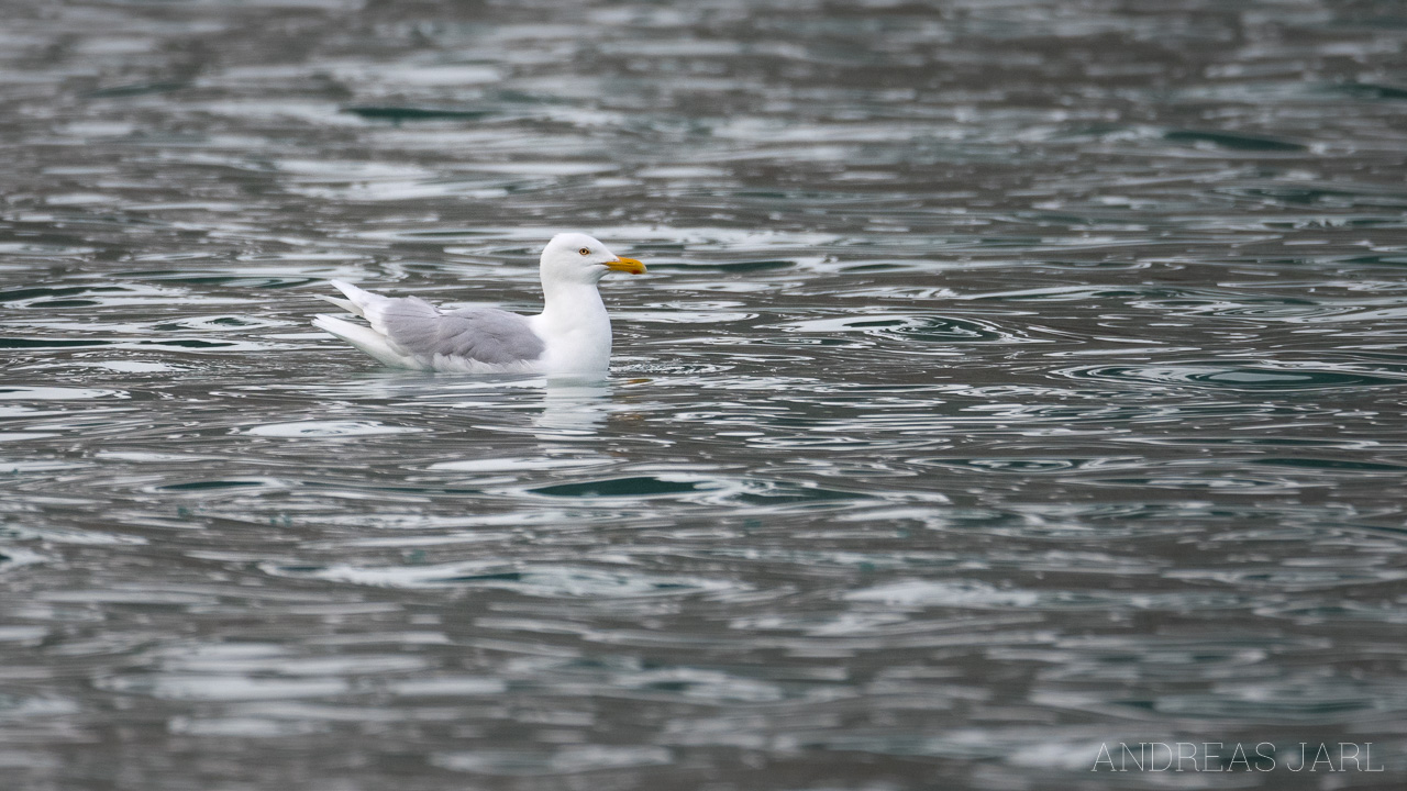 larus_hyperboreus_4037