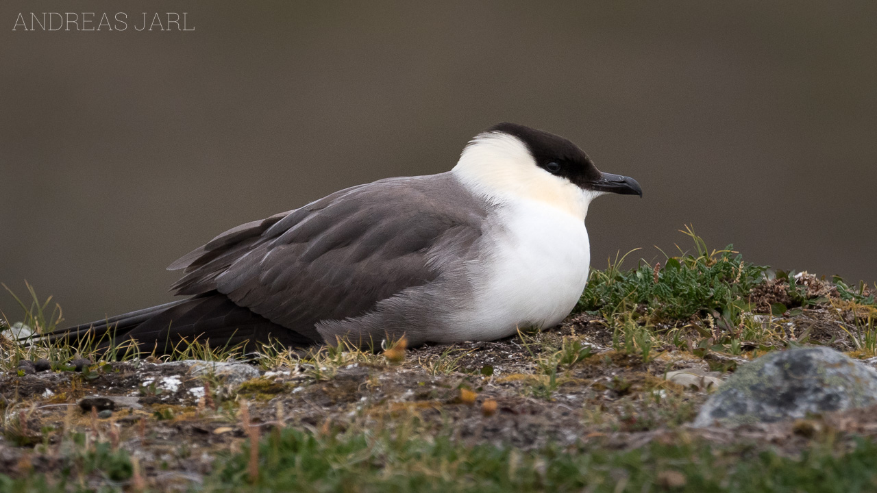 stercorarius_longicaudus_3929