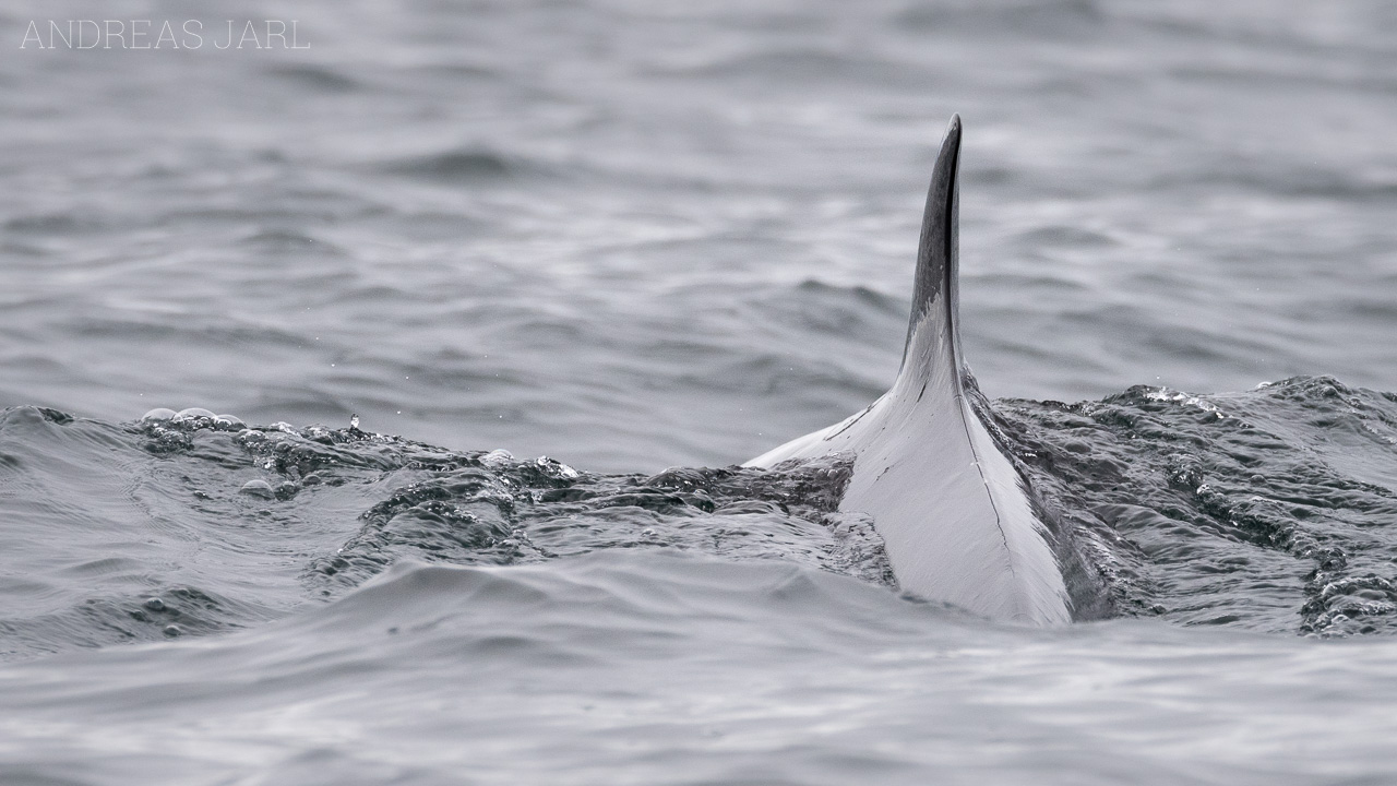 balaenoptera_acutorostrata_3804