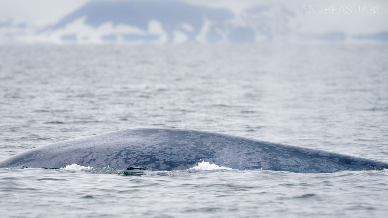 balaenoptera_musculus_3811