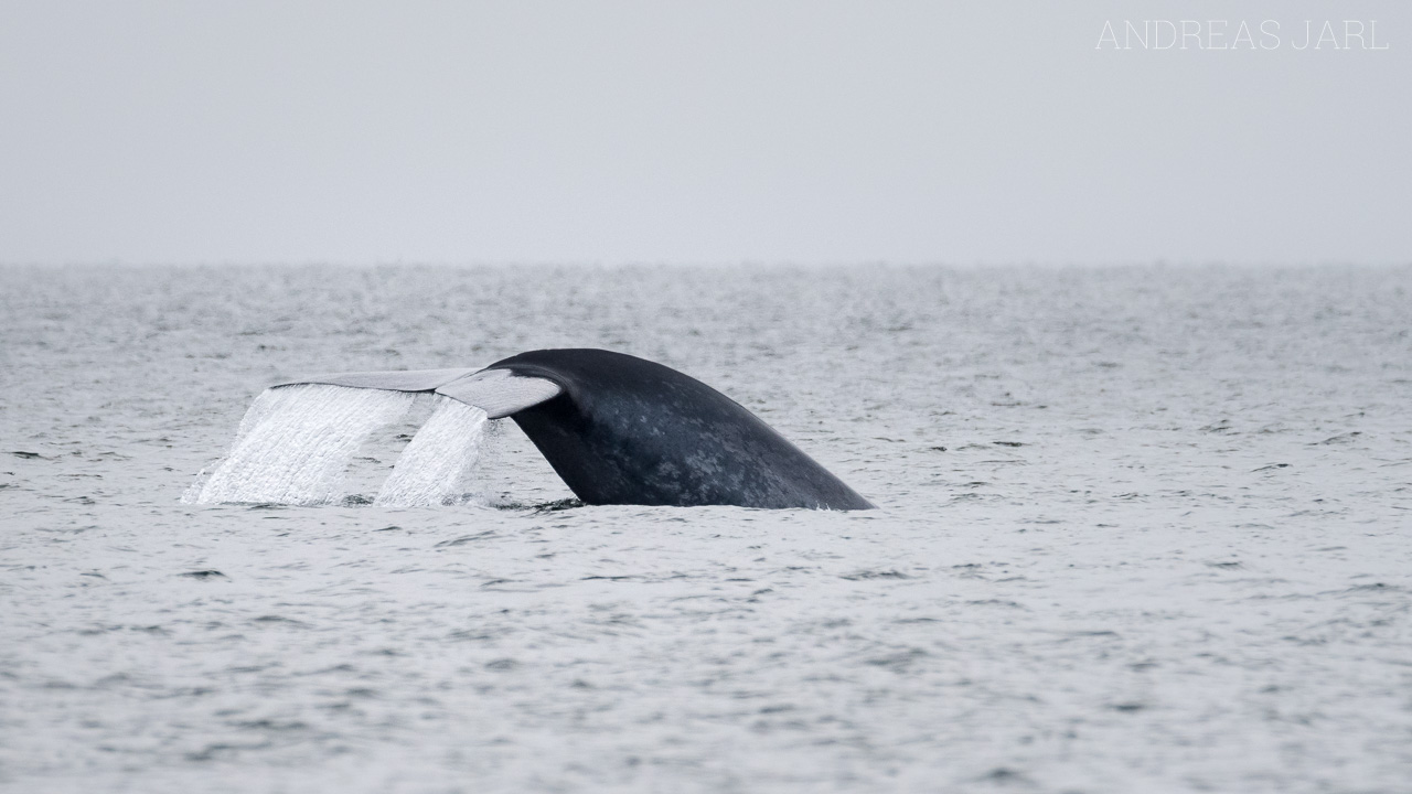 balaenoptera_musculus_3815