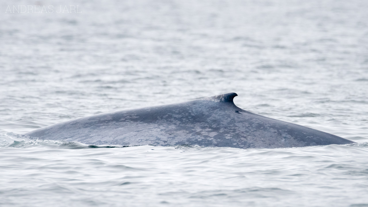 balaenoptera_musculus_3818