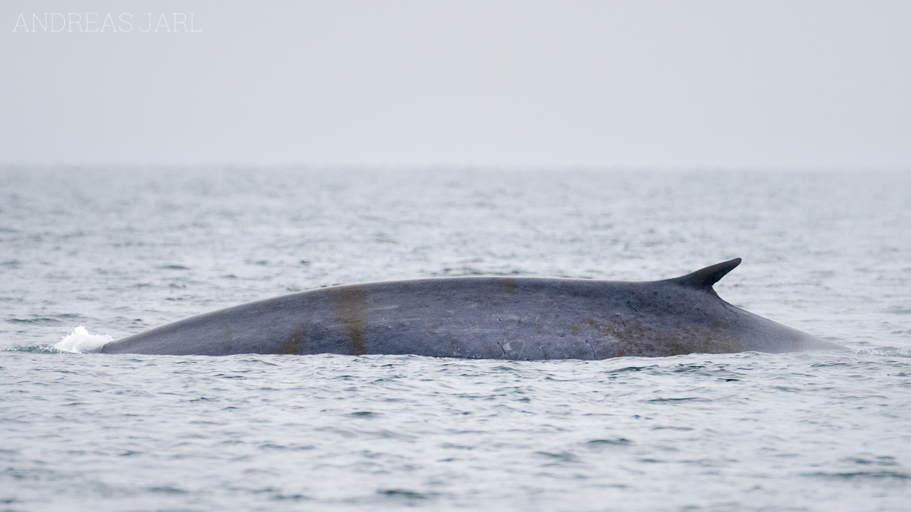 balaenoptera_musculus_x_physalus_3800