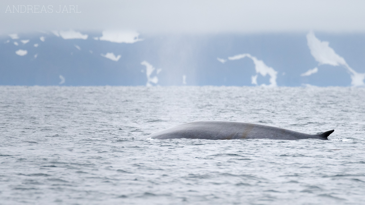 balaenoptera_musculus_x_physalus_3810