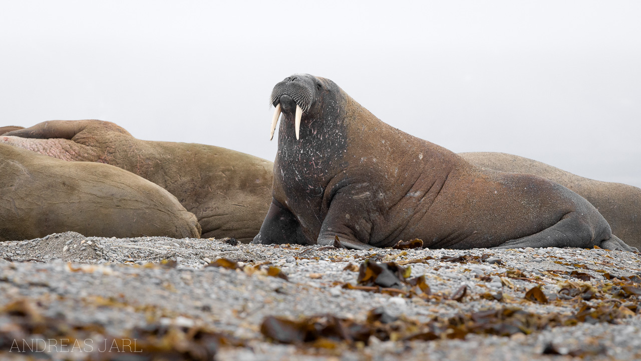 odobenus_rosmarus_3870