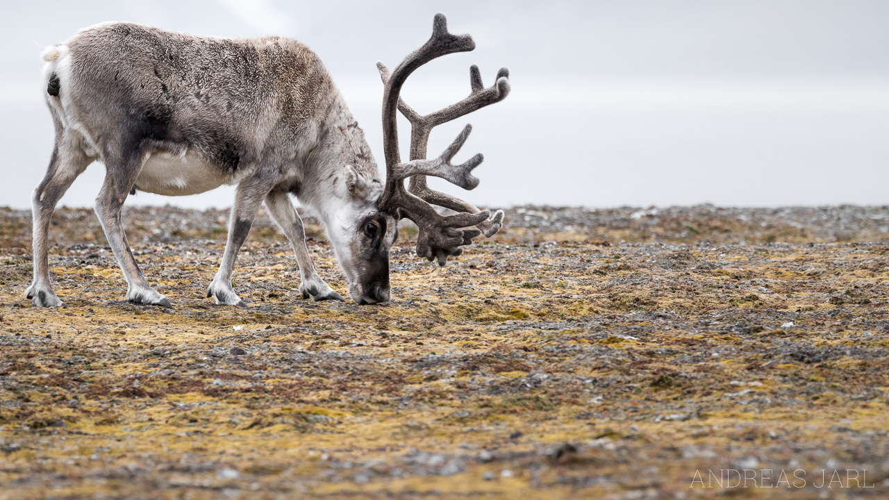 rangifer_tarandus_platyrhynchus_3851