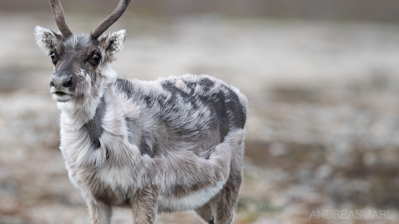 rangifer_tarandus_platyrhynchus_3852