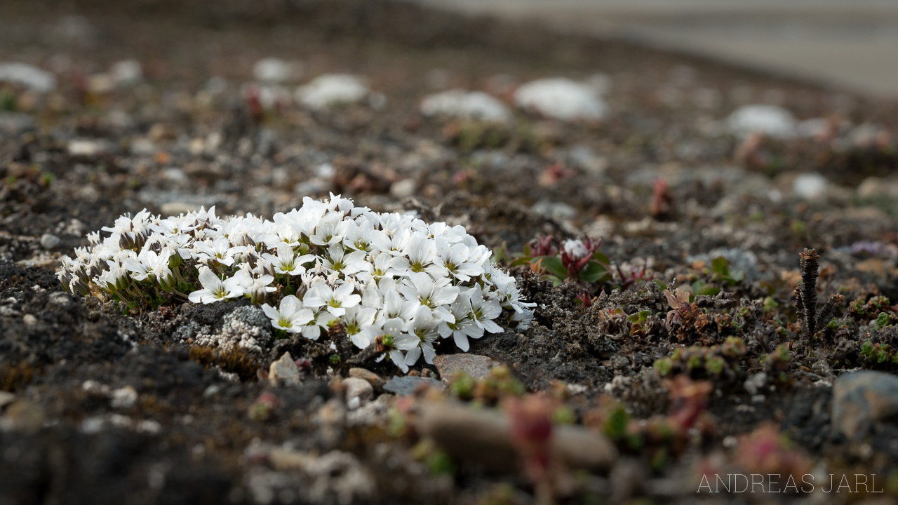 arenaria_pseudofrigida_4132