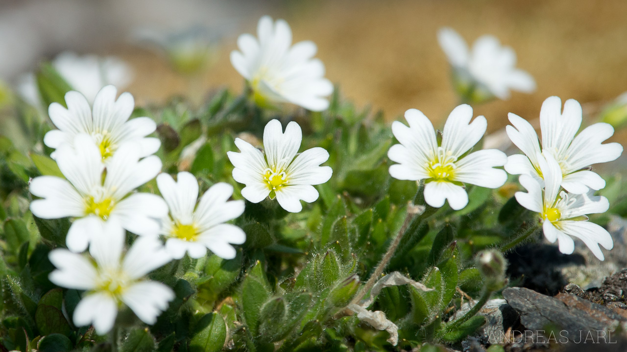 cerastium_arcticum_4150