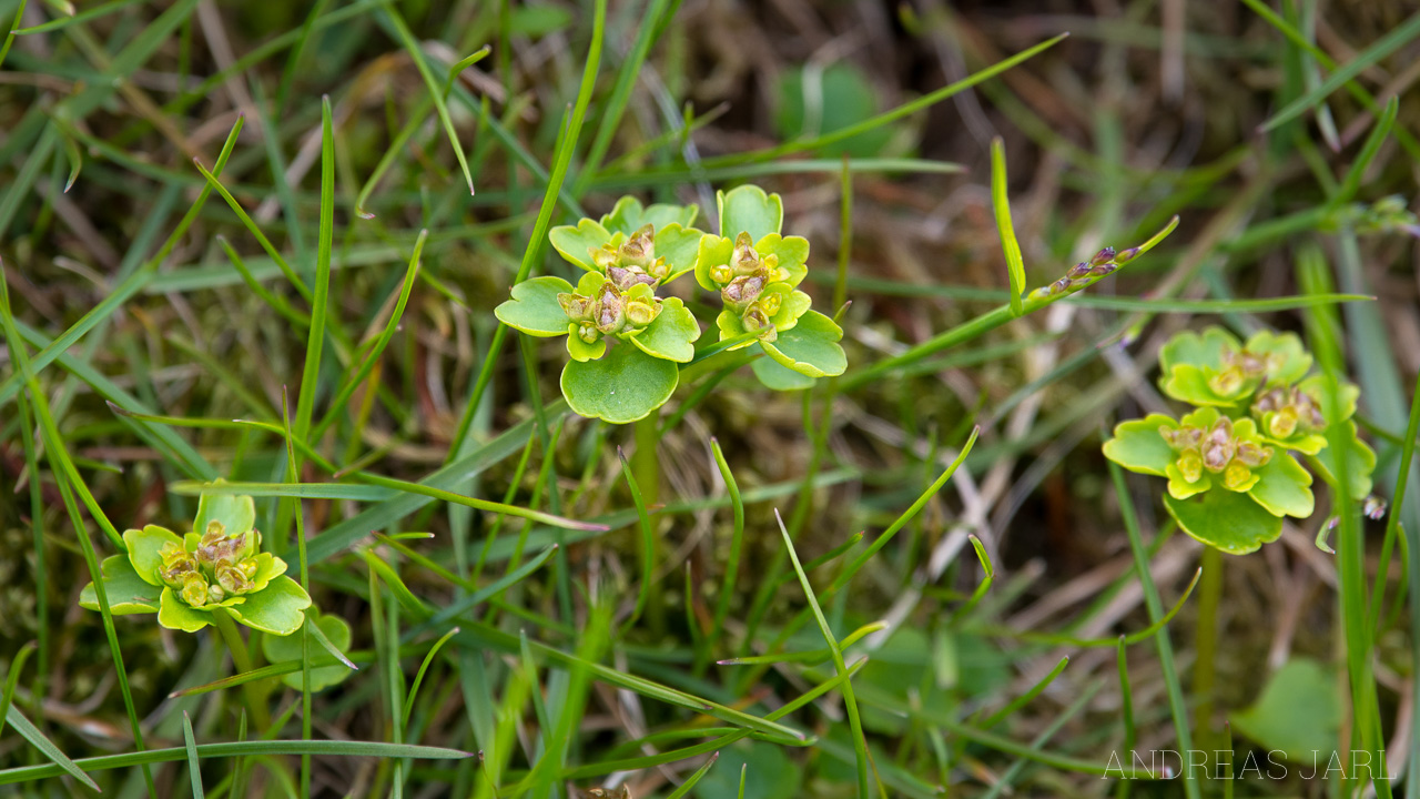 chrysoplenium_tetrandrum_4130