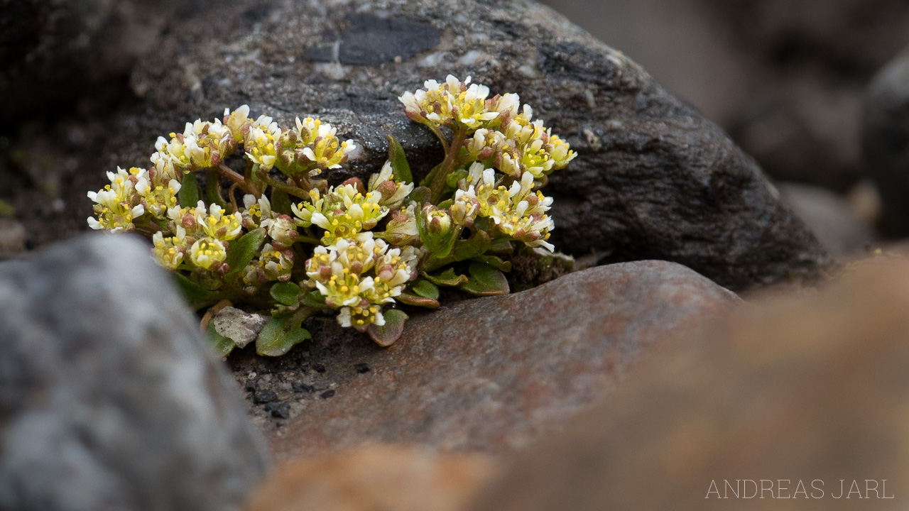 cochlearia_groenlandica_4119