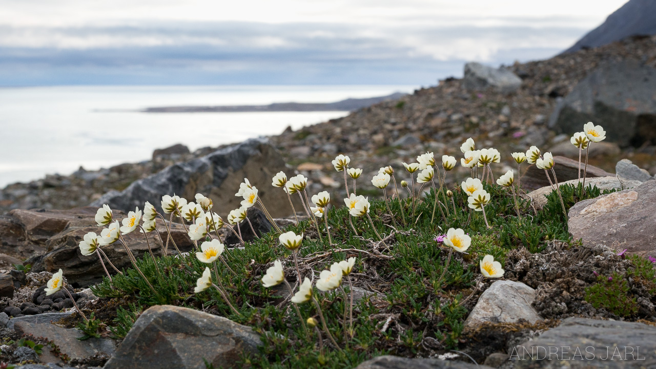 dryas_octopetala_4115