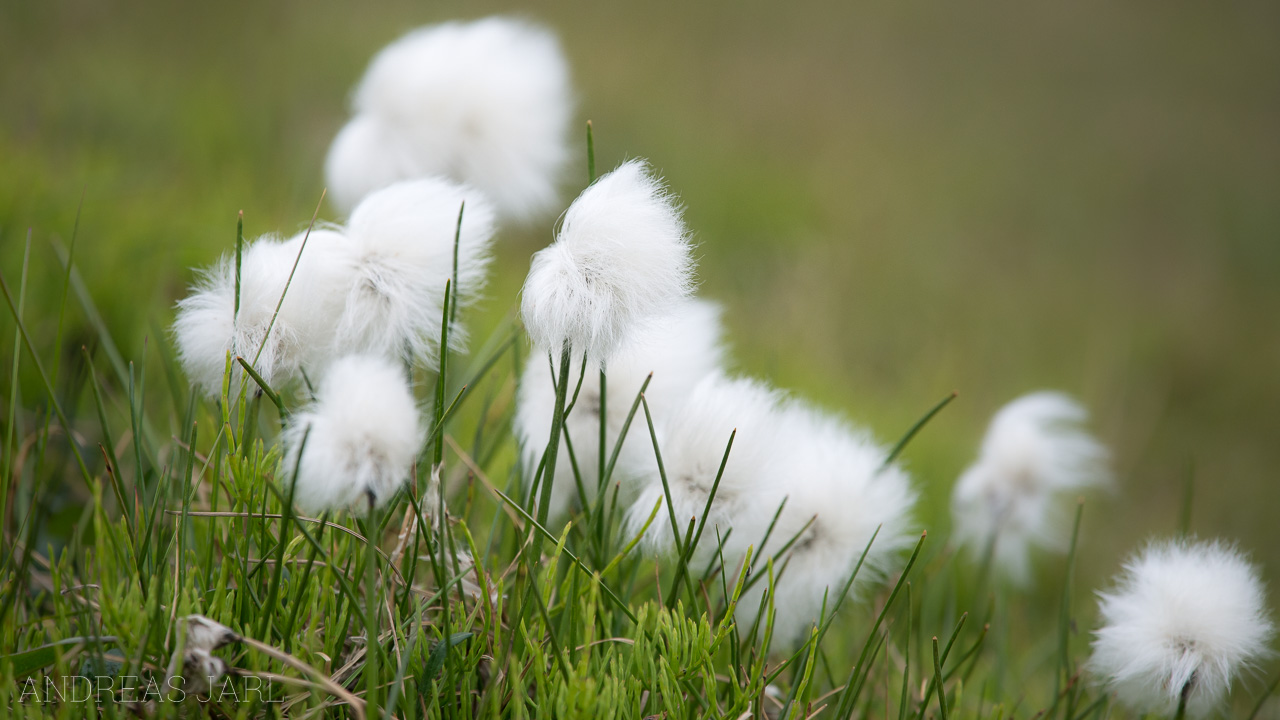 eriophorum_scheuchzeri_arcticum_4137