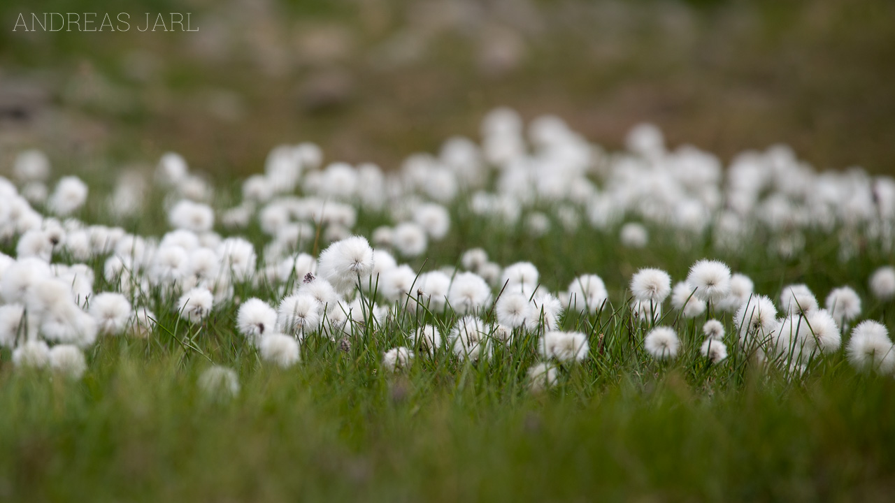 eriophorum_scheuchzeri_arcticum_4138