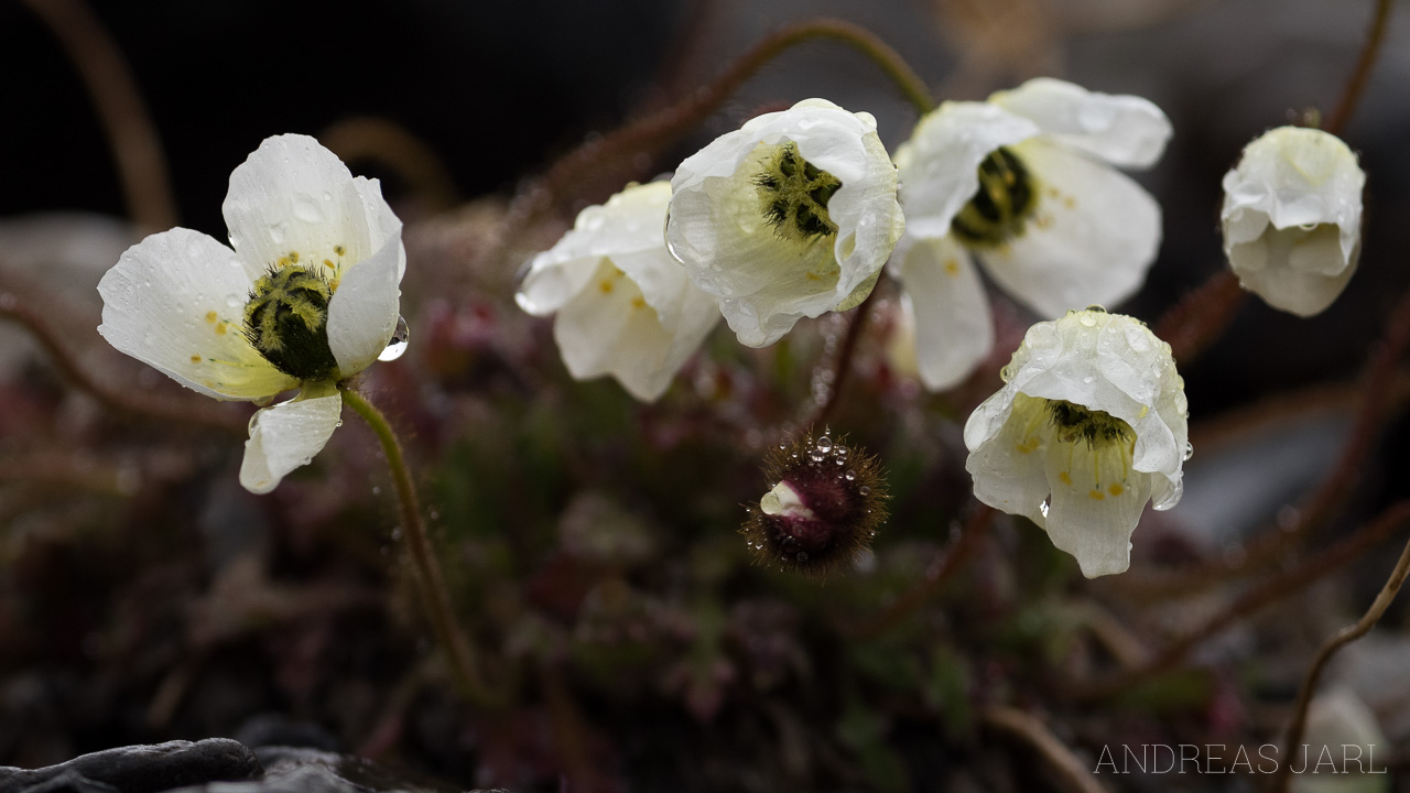 papaver_dahlianum_4146