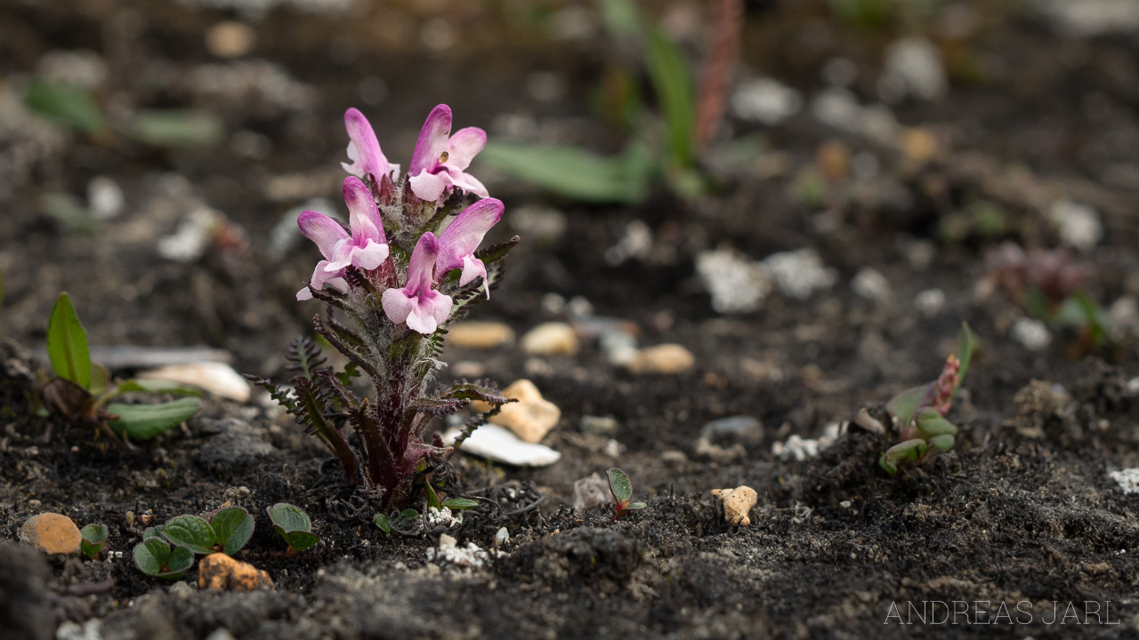 pedicularis_dasyantha_4167