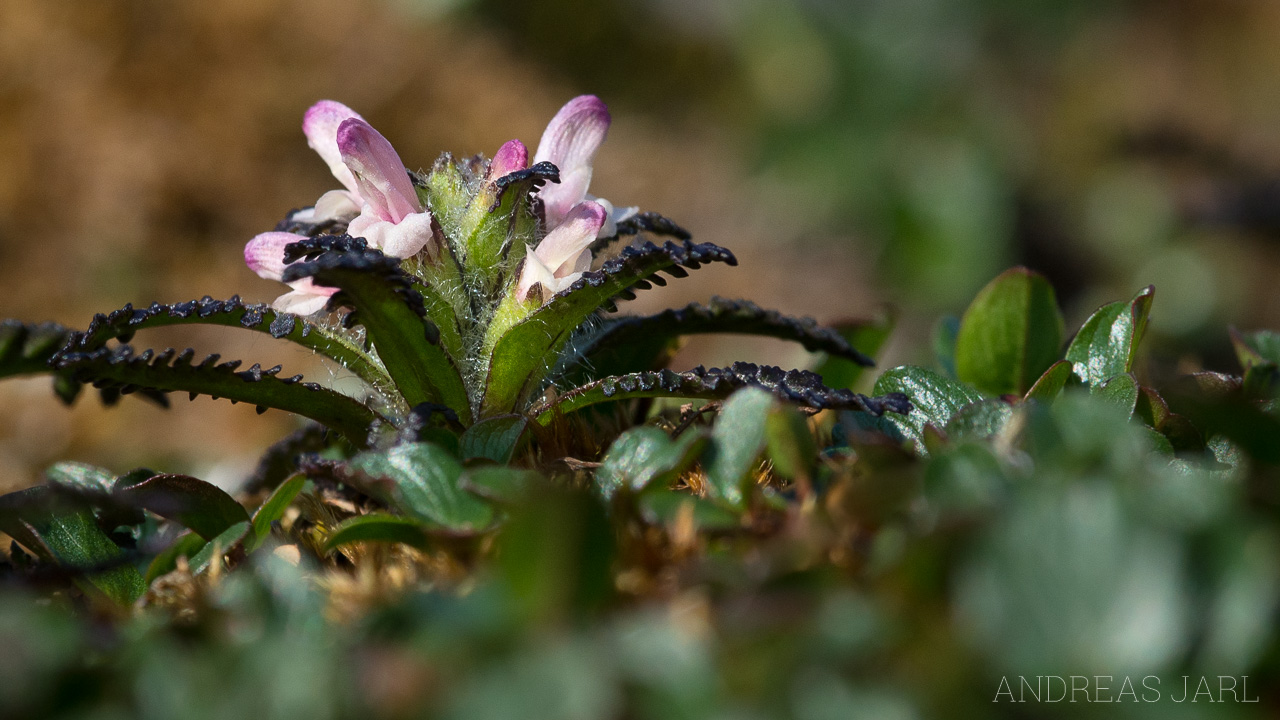 pedicularis_dasyantha_4168