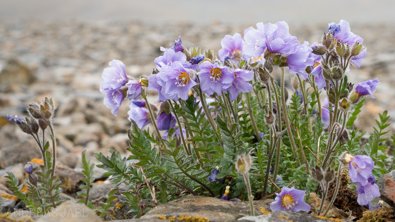 polemonium_boreale_4129