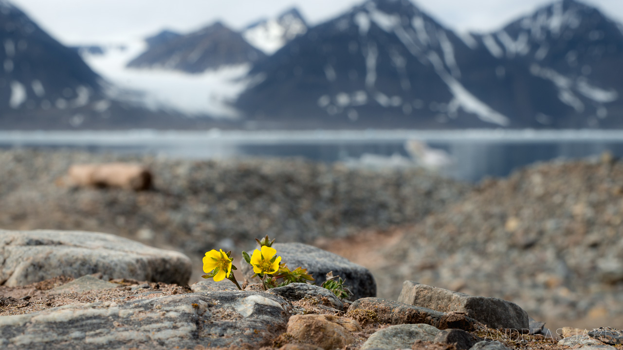 ranunculus_sulphureus_4135