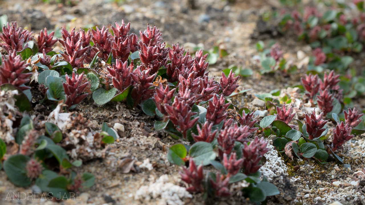 salix_reticulata_4126