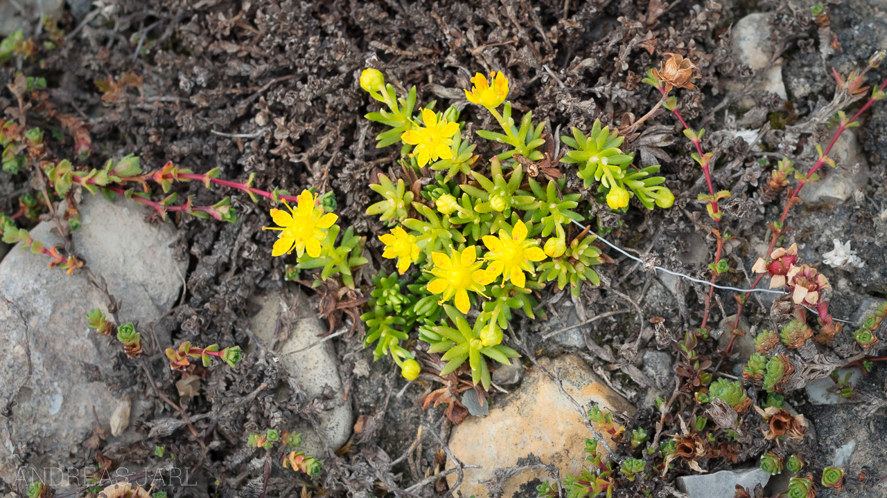 saxifraga_aizoides_4120