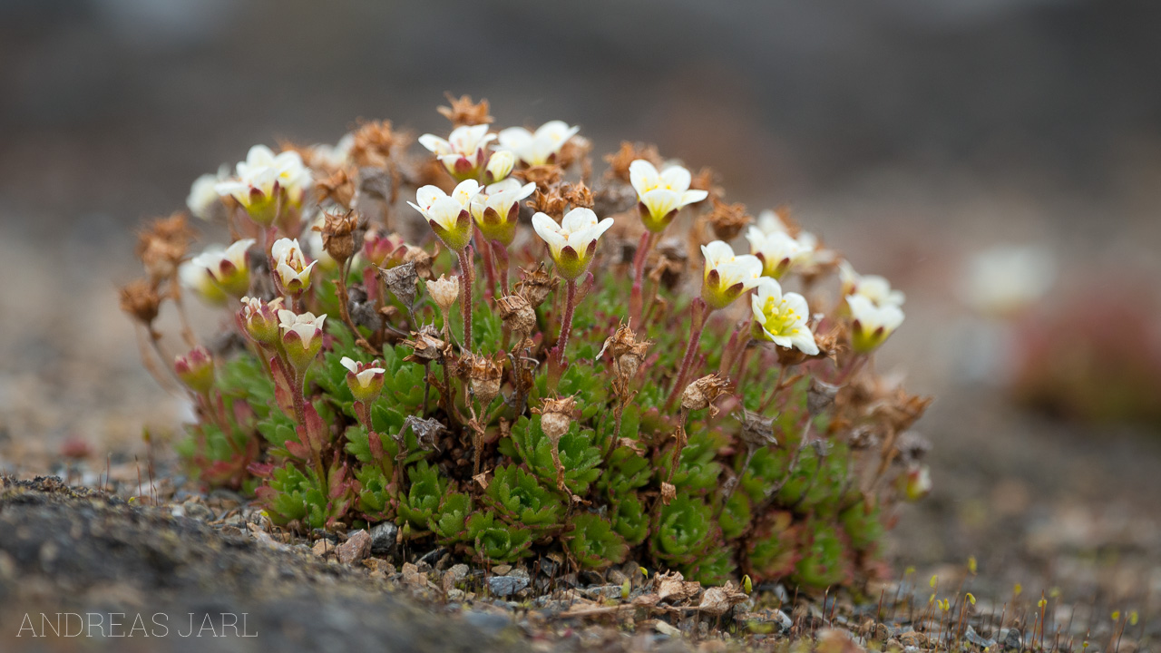 saxifraga_cespitosa_4158