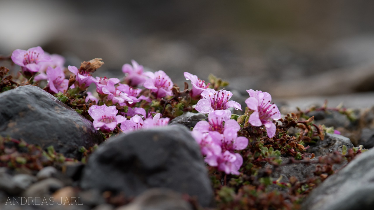 saxifraga_oppositifolia_4142