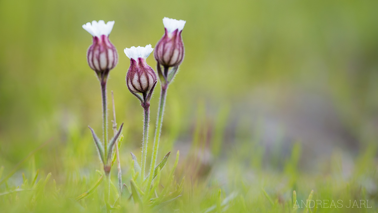 silene_involucrata_furcata_4144