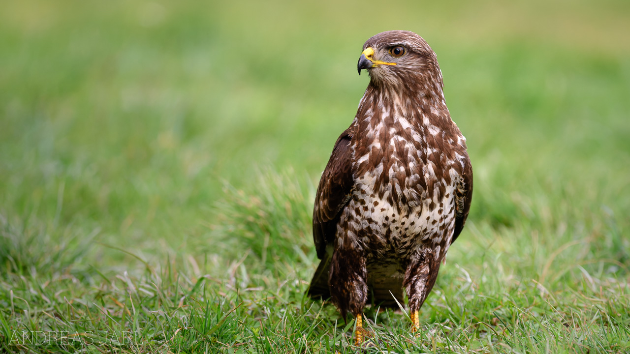 buteo_buteo_4755_dxoxd