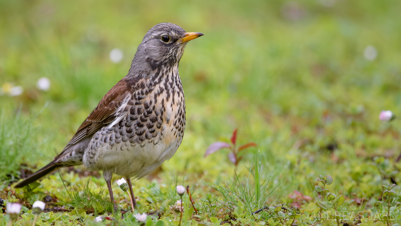 turdus_pilaris_4717_dxoxd