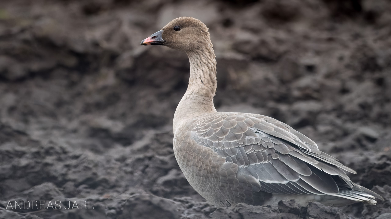 anser_brachyrhynchus_4972_dxoxd