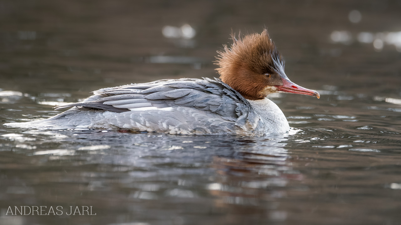 mergus_merganser_4985_dxoxd
