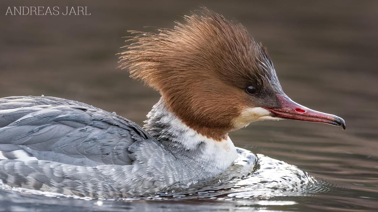 mergus_merganser_4986_dxoxd