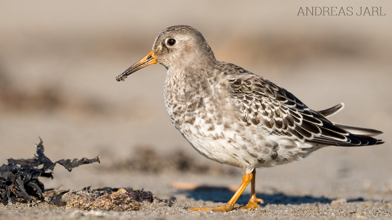 calidris_maritima_4968_dxoxd