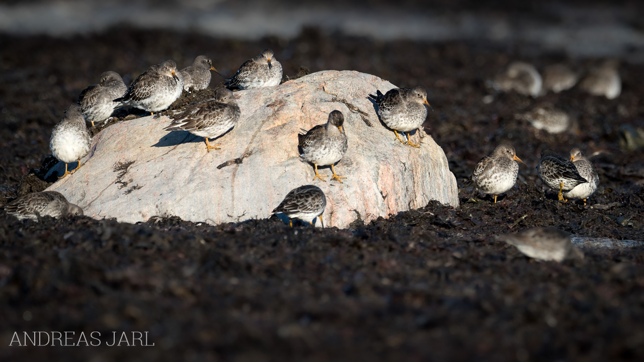 calidris_maritima_4970_dxoxd