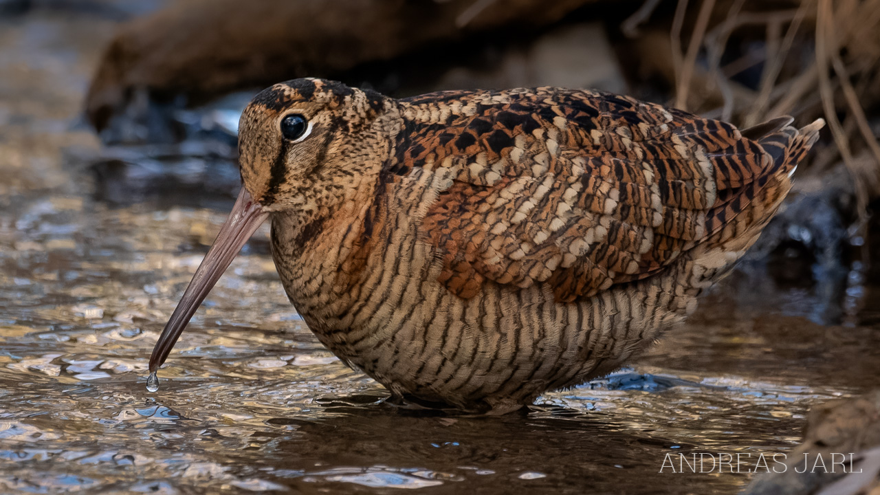 scolopax_rusticola_4984_dxoxd