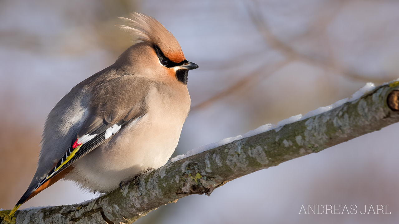 bombycilla_garrulus_4976_dxoxd
