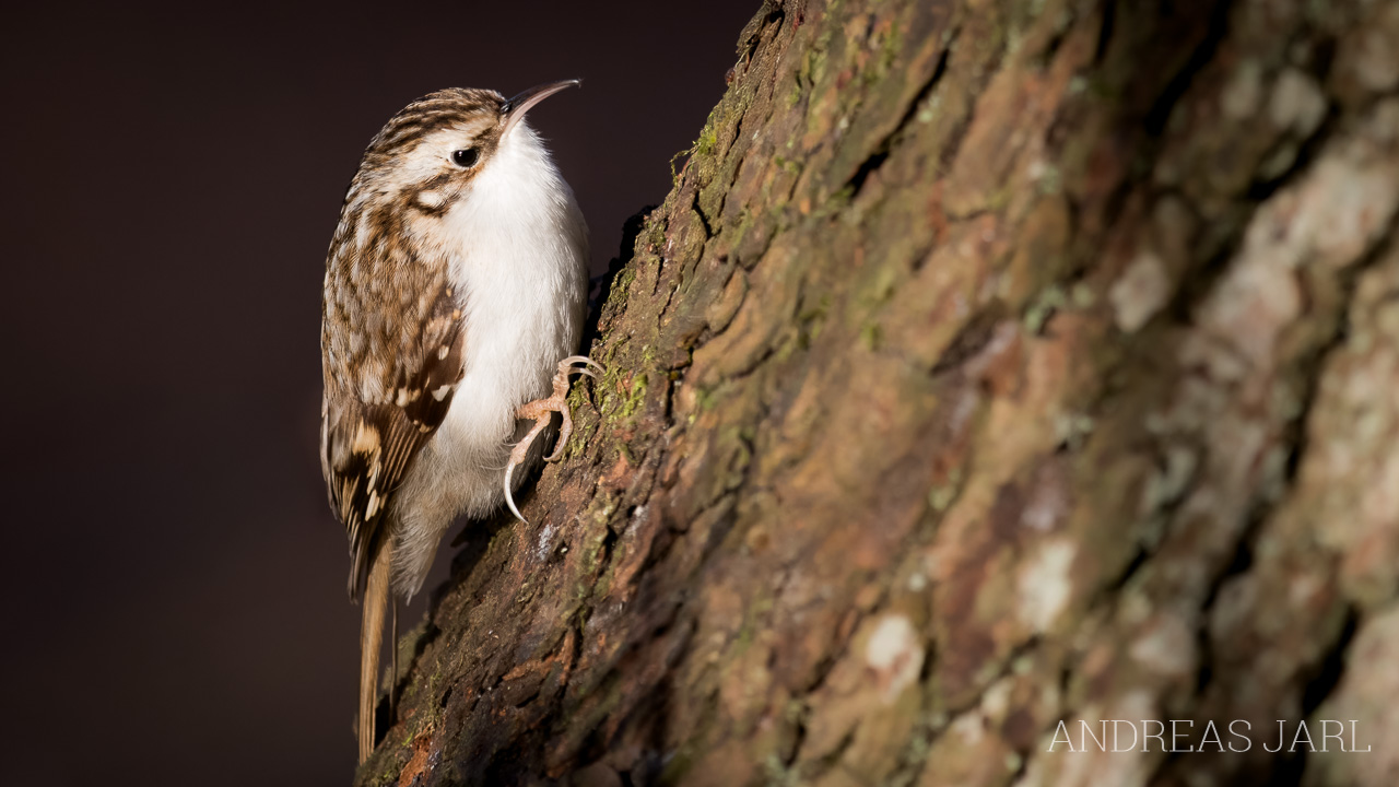 certhia_familiaris_4983_dxoxd