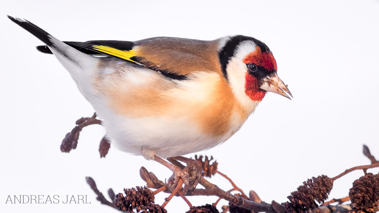carduelis_carduelis_4978_dxoxd