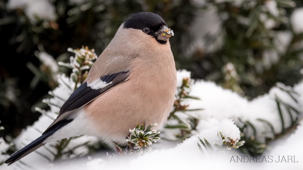 pyrrhula_pyrrhula_4979_dxoxd