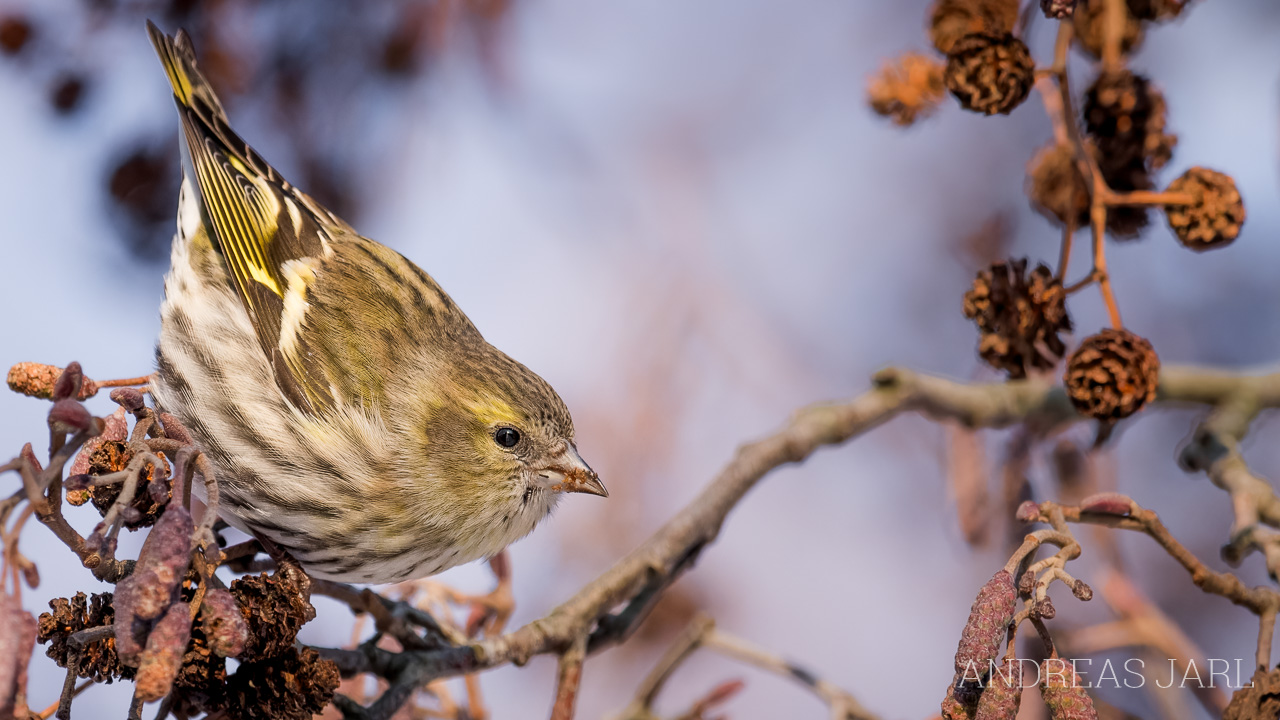 spinus_spinus_4974_dxoxd