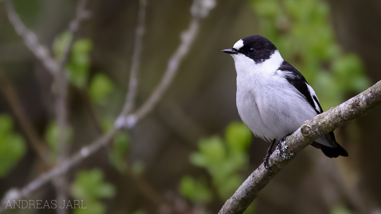 ficedula_albicollis_4915_dxoxd